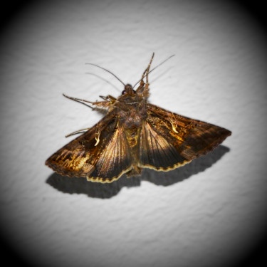 Papillon