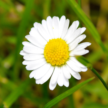 Marguerite