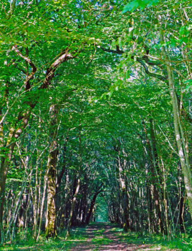 Chemin des rêves