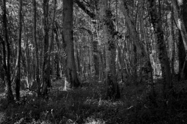 Forêt en noir et blanc