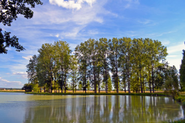 Arbres sur l'eau