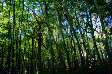 Sous-bois en Berry