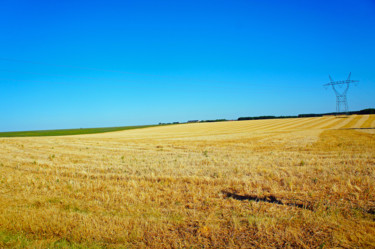 Le réseau du champ