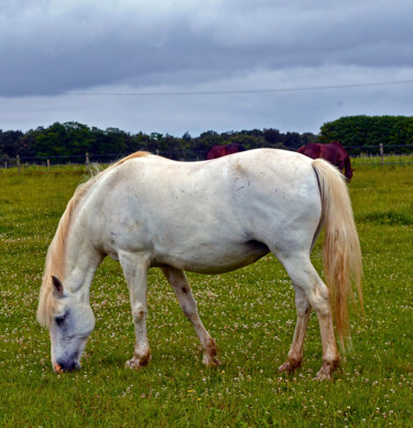 White horse