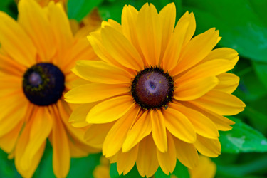 Sun Flowers