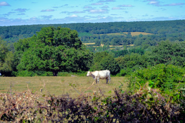 Vache en pays