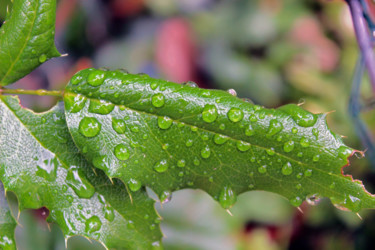 Feuille en pluie