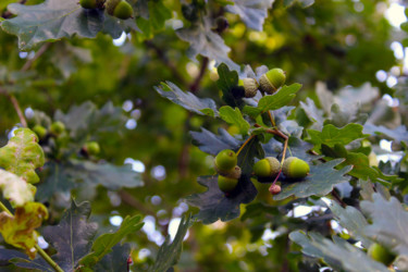 Glands des arbres