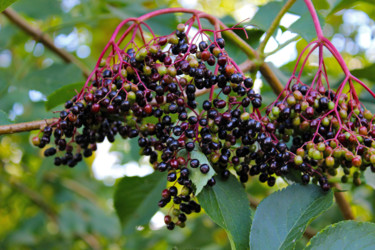 Sambucus