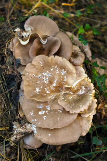 Champignons en fleurs