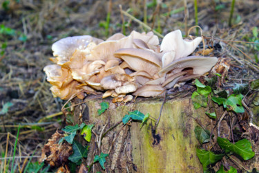 Bouquet de Fungi