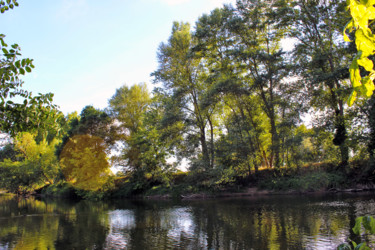 Arbres d'eau