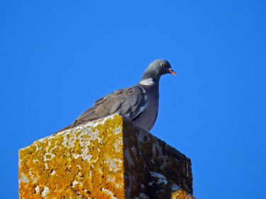 Hato