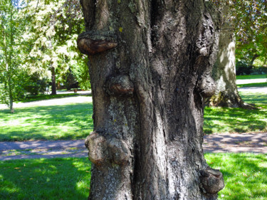 Poissons d'arbre