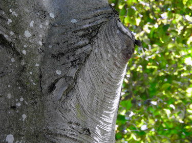 Arbre fondu