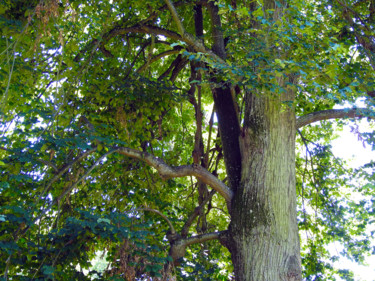 Arbre accompagné