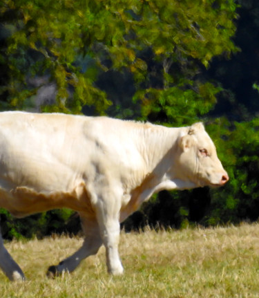 Vache baladeuse