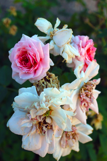 Bouquet garni