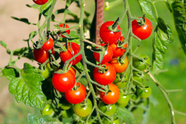 Tomates d'été