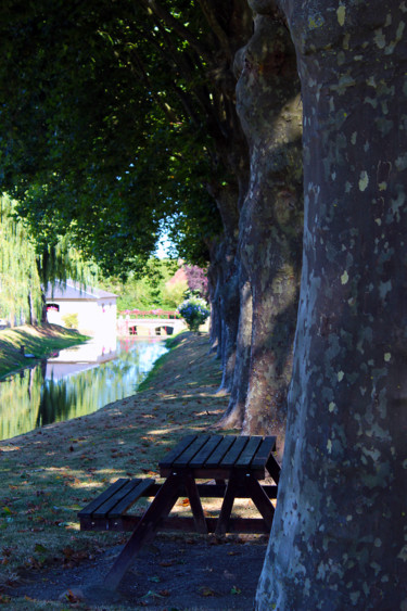 Lignée d'arbres