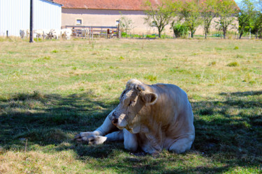 Boeuf au repos