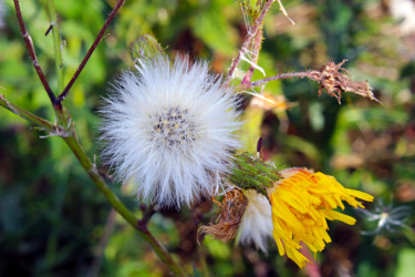 Fleurs des champs - 1