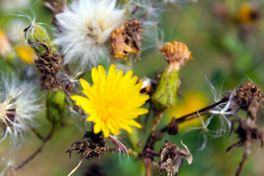 Fleurs des champs - 2