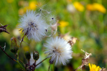 Fleurs des champs - 3