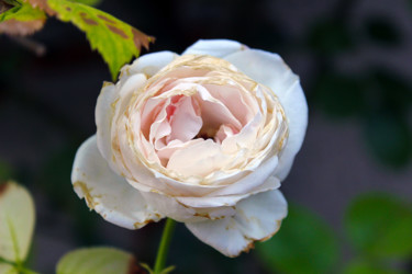 Rose des temps - 2