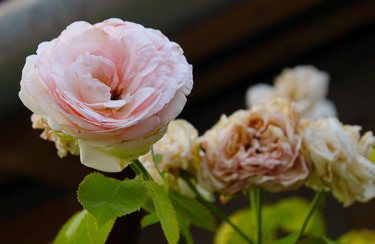 Rose des temps - 3