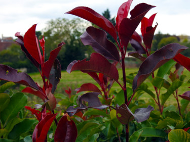 Trio rouge