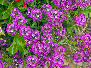 Petit bouquet pourpre