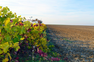 Vignes