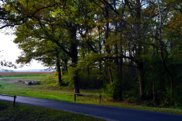 Entrée de forêt