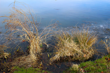 Fougères d'eau - 2